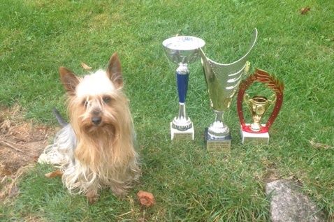 de la Lande Barbot - Calamity Jane en agility...