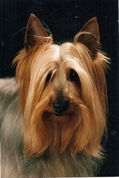 CH. Gyliane (Sans Affixe)