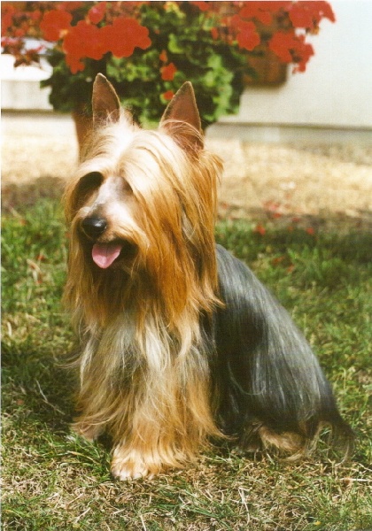 CH. Phoebus de la Lande Barbot