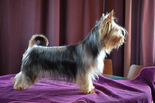 CH. Number one bohemia xsantia