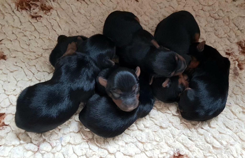 de la Lande Barbot - Des chiots sont nés !