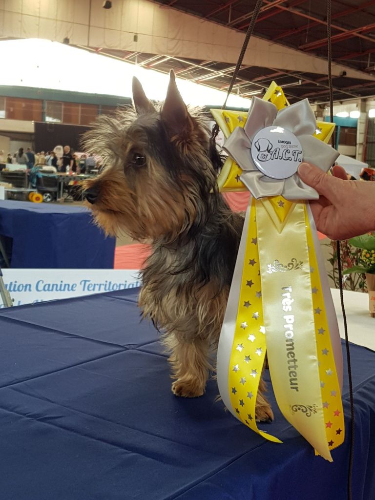 de la Lande Barbot - Les chiots silky