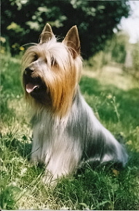 chiens nés à l'élevage