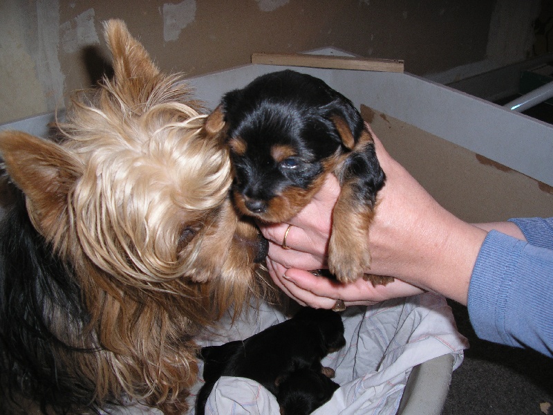 chiots