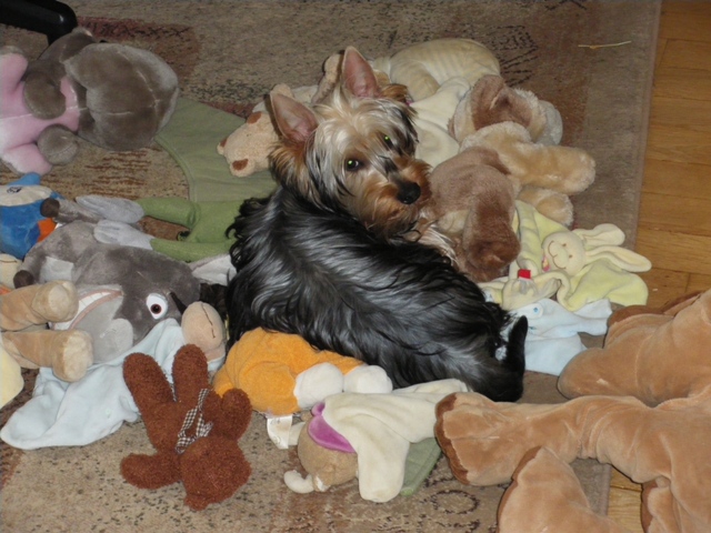 vie de chiens...