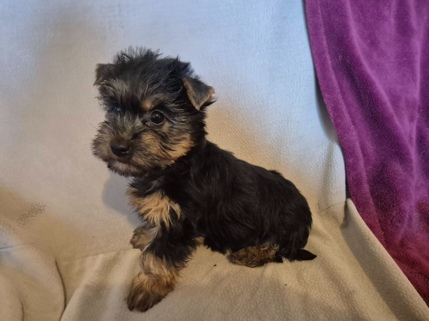 de la Lande Barbot - Chiots disponibles - Australian Silky Terrier