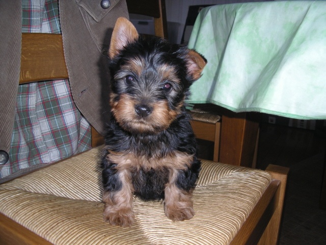 de la Lande Barbot - Australian Silky Terrier - Portée née le 22/10/2008
