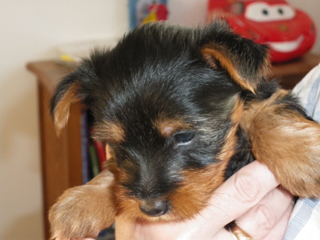 de la Lande Barbot - Australian Silky Terrier - Portée née le 18/10/2009