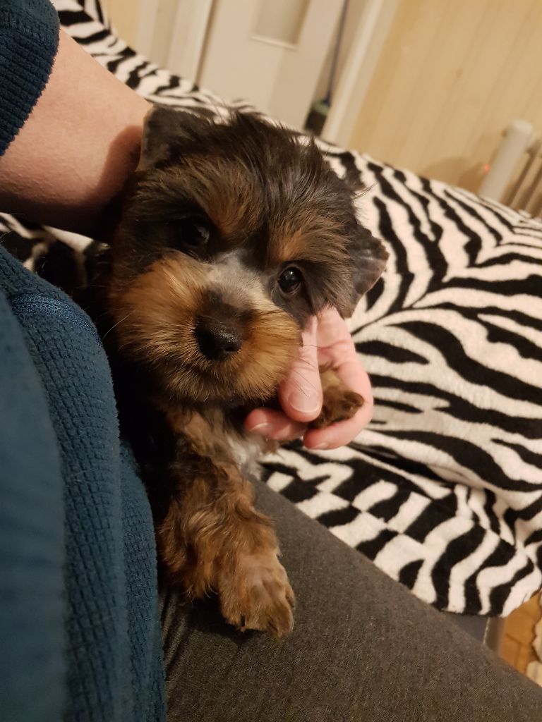 de la Lande Barbot - Australian Silky Terrier - Portée née le 26/11/2024
